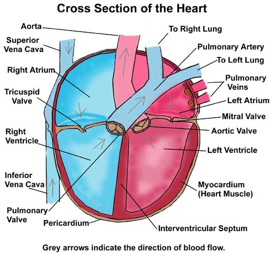 Crossection of the Heart
