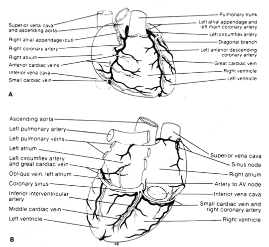 The principal arteries and veins