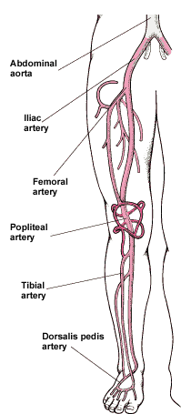 Aorta Artery In Leg